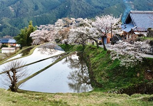 たなだの桜.jpg